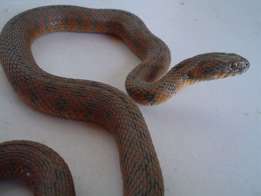 Natrix maura 3