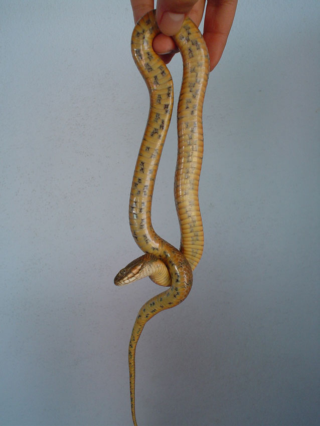 Natrix maura 2