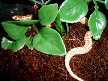 same snake