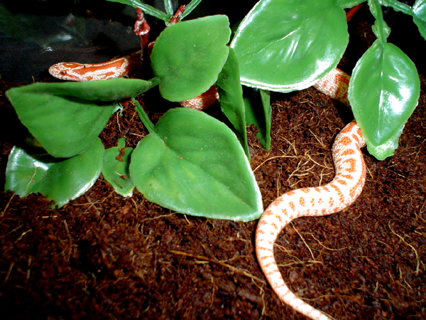 same snake