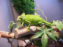 Chameleon Veiled unmature