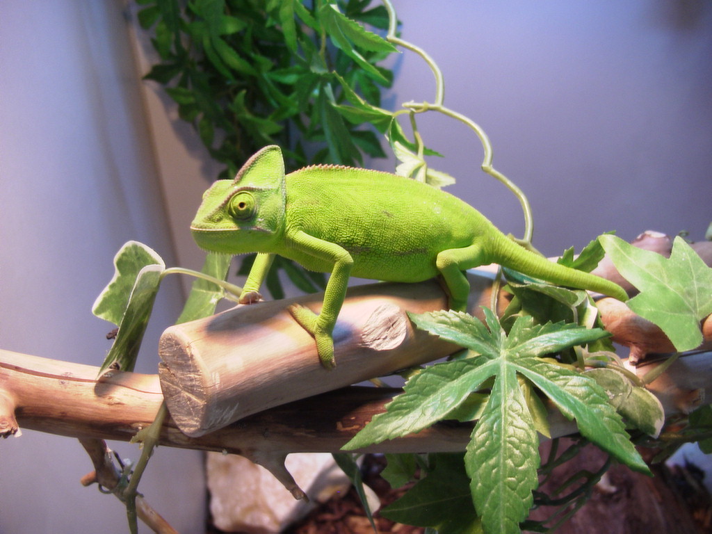 Chameleon Veiled unmature