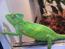 Chameleon Veiled mature getting colors