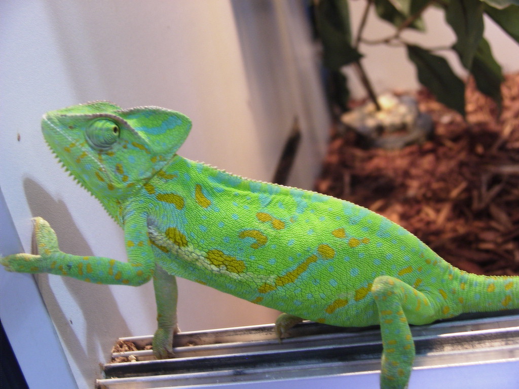 Chameleon Veiled mature getting colors