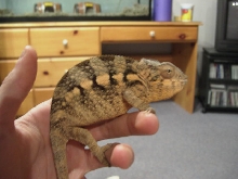 Nosy Be Panther Female