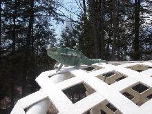 King of the Hill