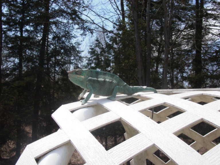King of the Hill