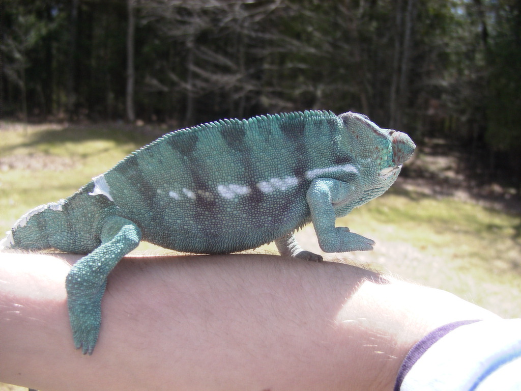Chameleon Nosy Be on Arm