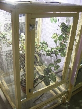 Female Nosy Be Panther Cage