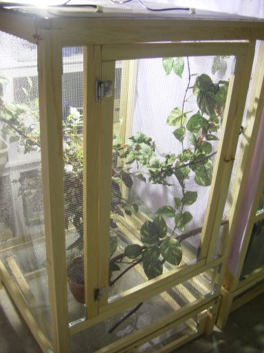 Female Nosy Be Panther Cage