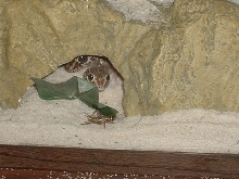 These are my two pictus geckos