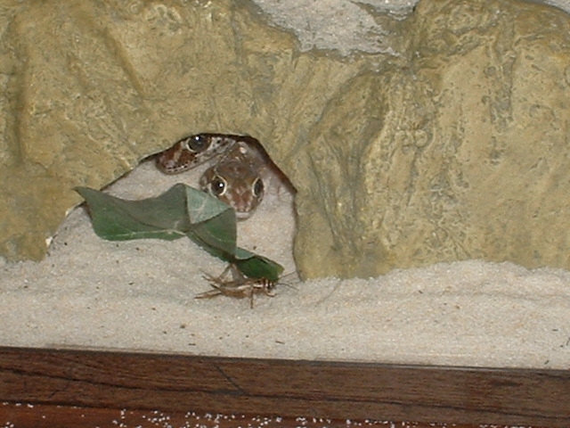 These are my two pictus geckos