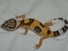full leo