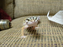 King Henry