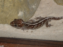 My male pictus