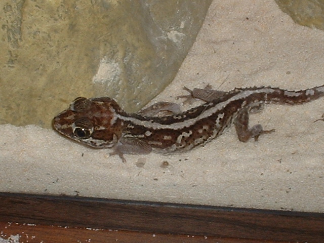 My male pictus