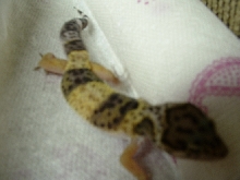 my new female leopard gecko
