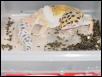 Shedding