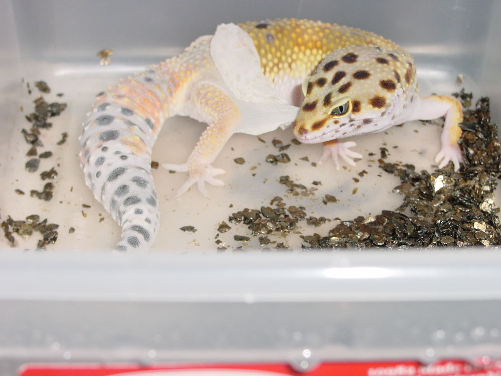 Shedding