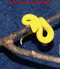 Yellow Eyelash