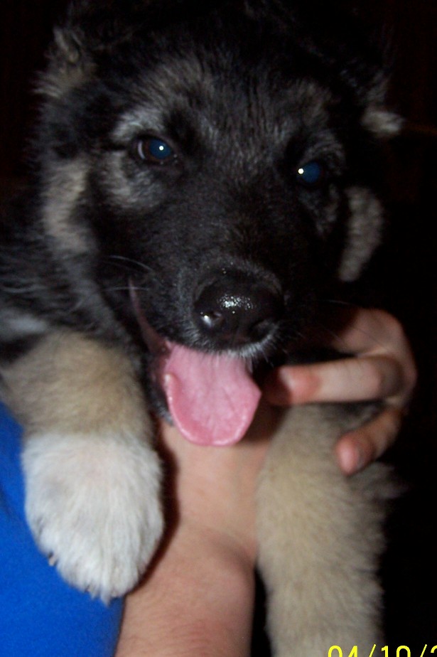 My puppy Lina