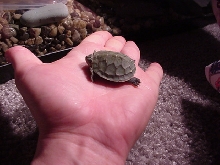 Tiny Baby