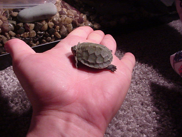 Tiny Baby