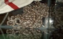 9 baby boas