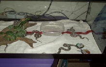 Other babies in the tank.
