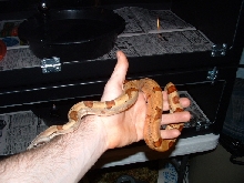 Hypo Het Ghost