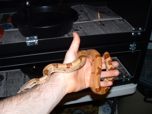 Hypo Het Ghost