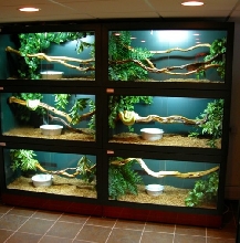 cages 4