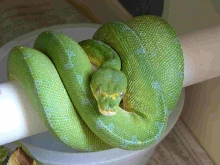 Jaya Female