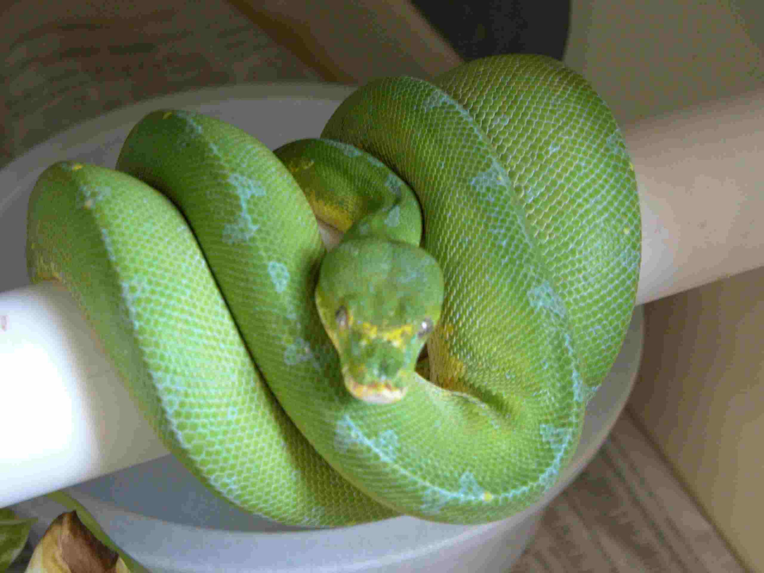 Jaya Female