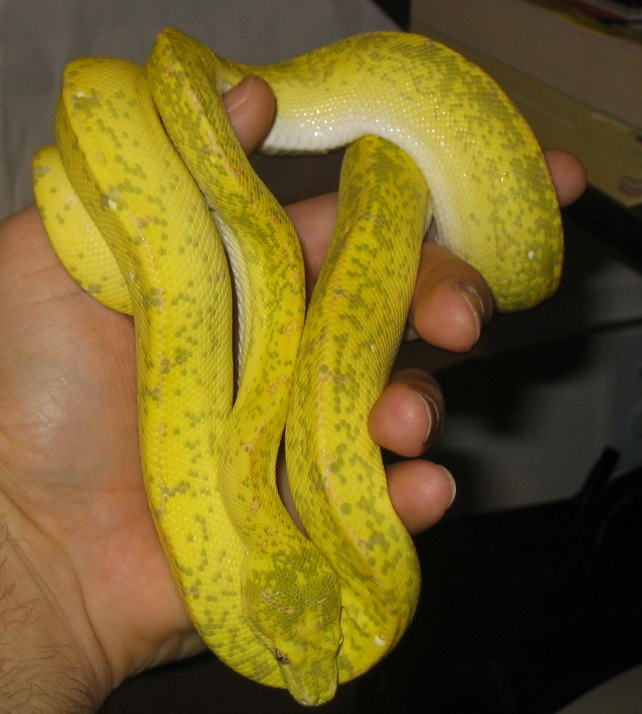 yellow