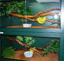 yellow pair