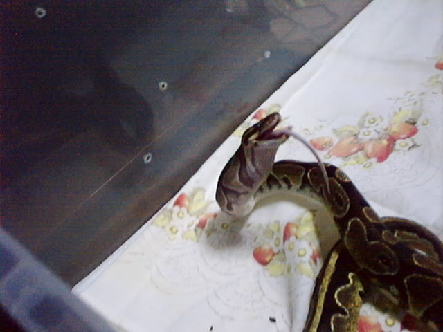 Eating =)