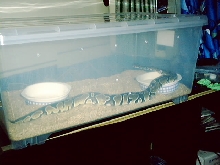 My Ball Phyton! :)