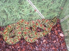 unknown viper