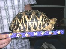 adult burmese star