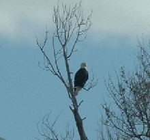 Bald Eagle