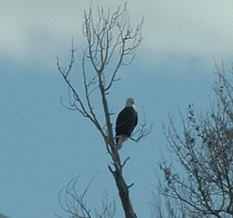 Bald Eagle
