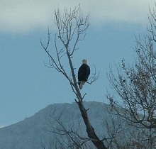 Bald Eagle