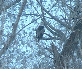 Bald Eagle