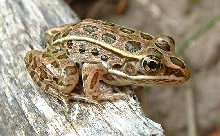Leopard Frog
