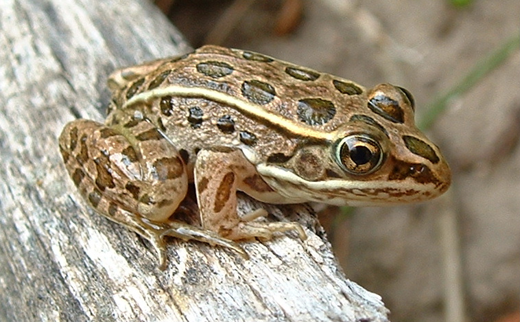 Leopard Frog