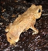 Bufo margaritifer (typhonius)