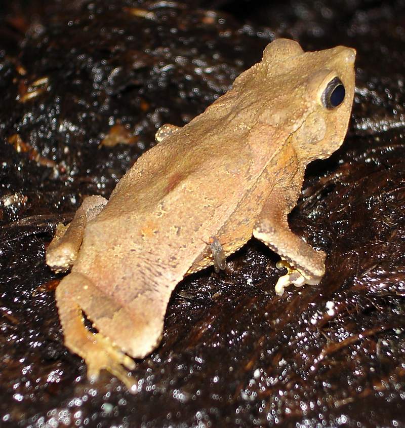 Bufo margaritifer (typhonius)