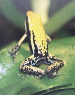 Epipedobates bassleri (male)
