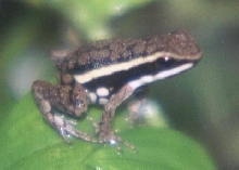 Epipedobates (hahneli)